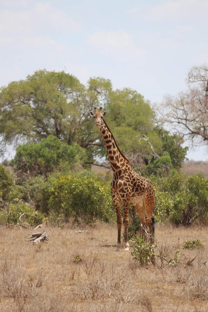 Kenya - foto 1