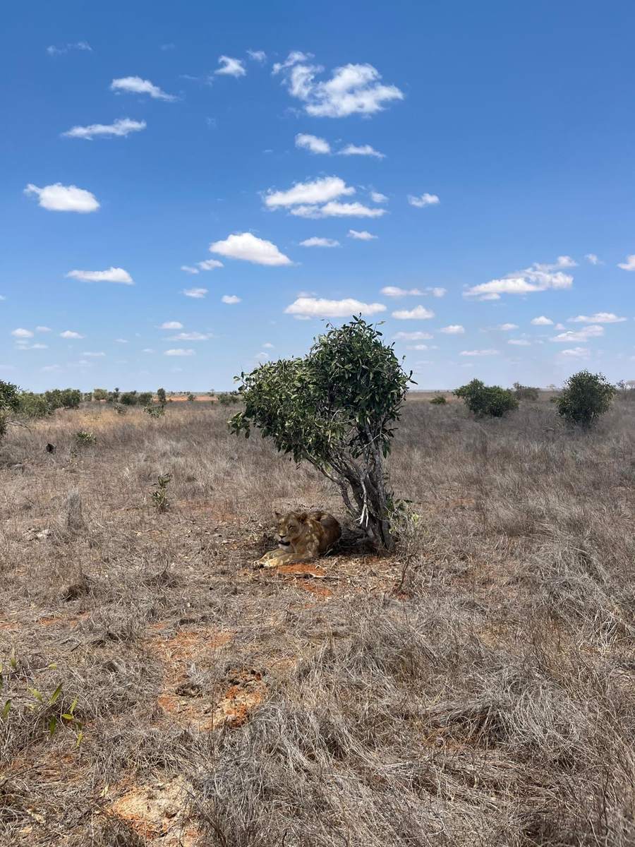 Kenya - foto 4
