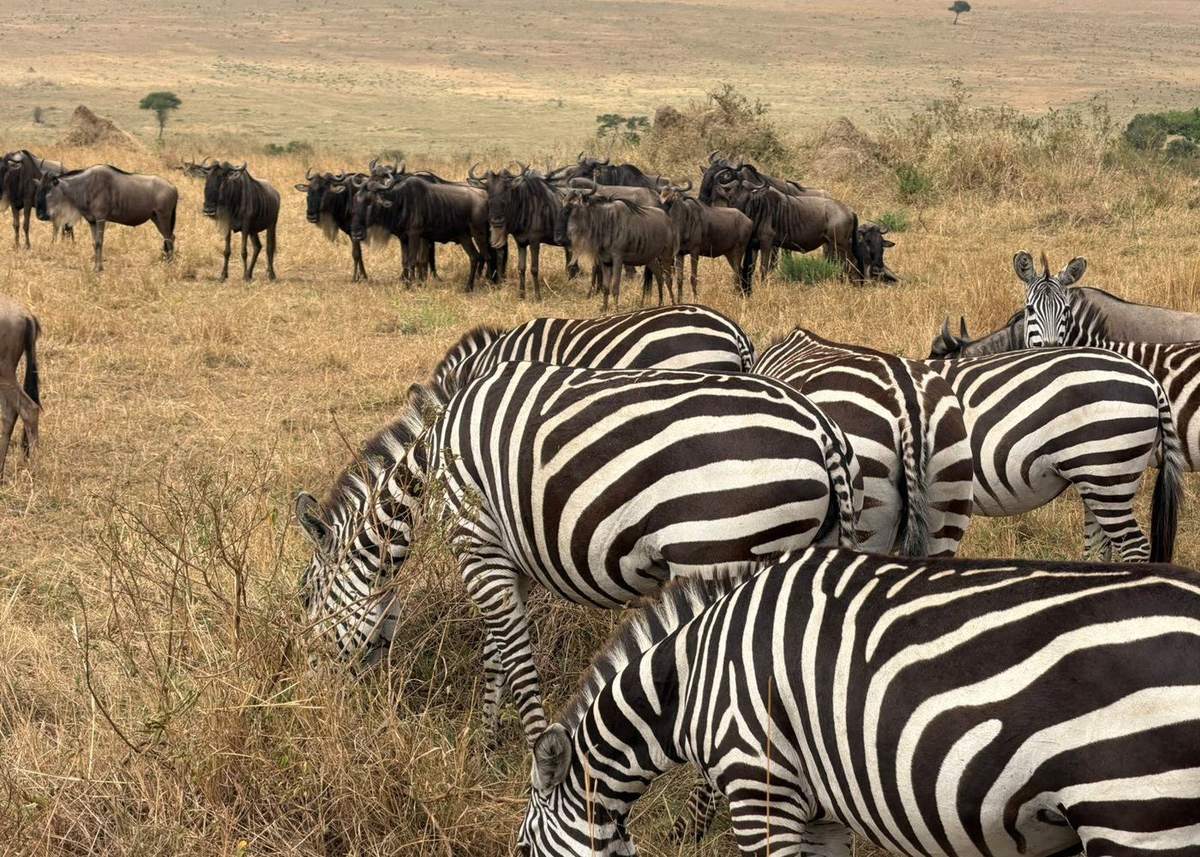 Fauna del Maasai Mara
