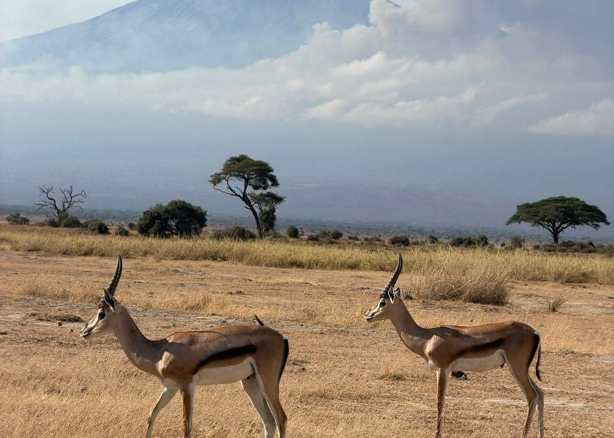 Amboseli con il Kilimangiaro