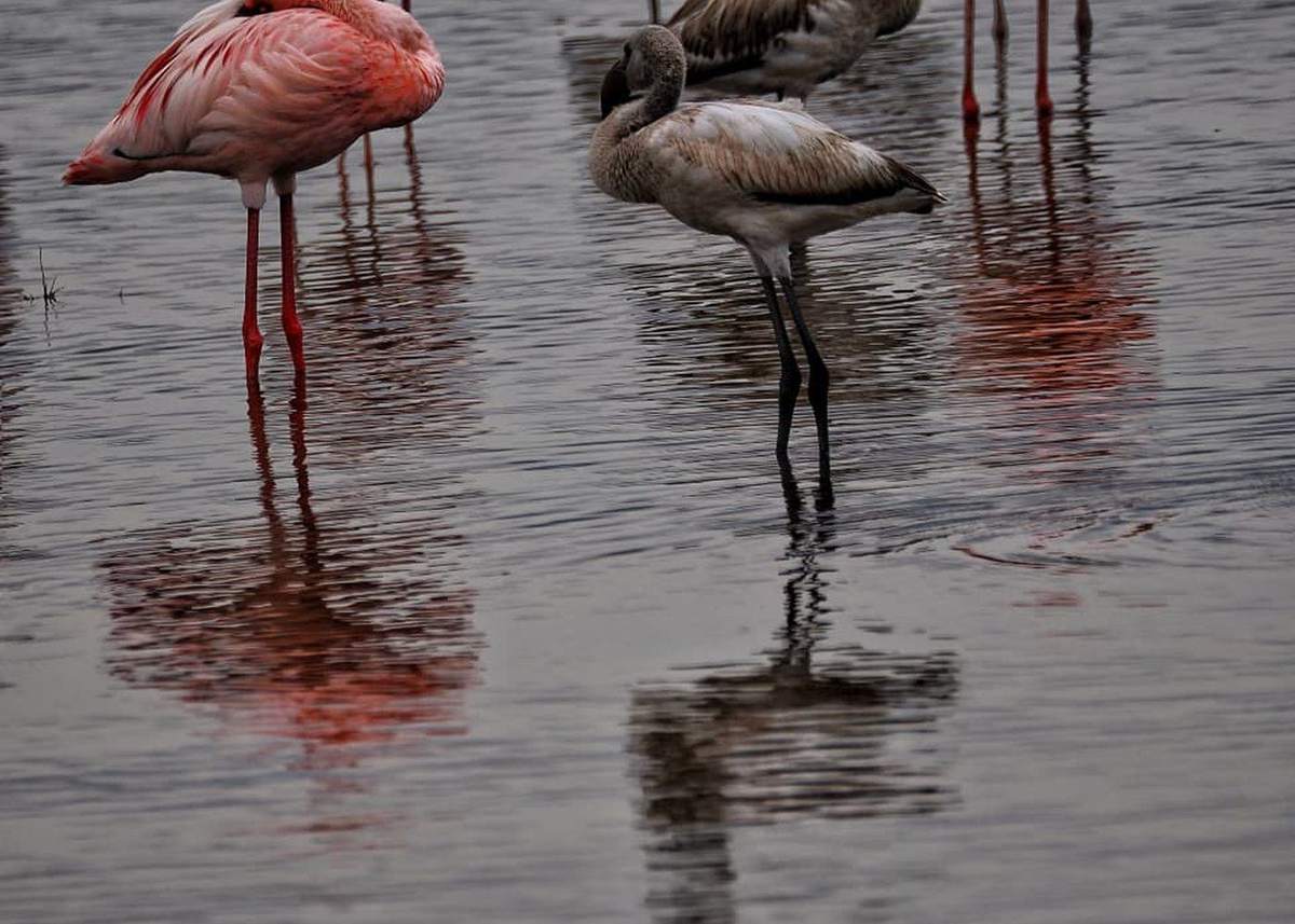 Avifauna dei laghi della Rift Valley