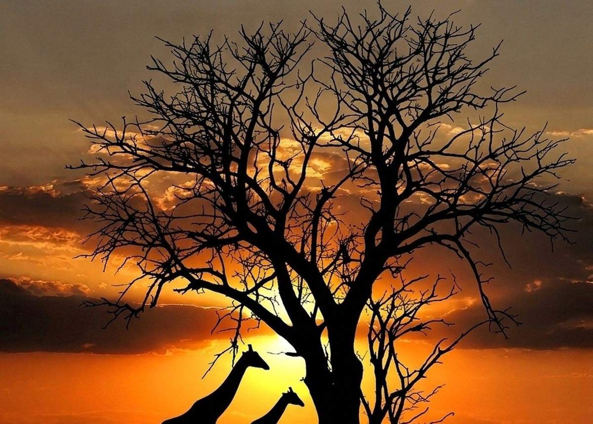 Paesaggio della savana in Kenya