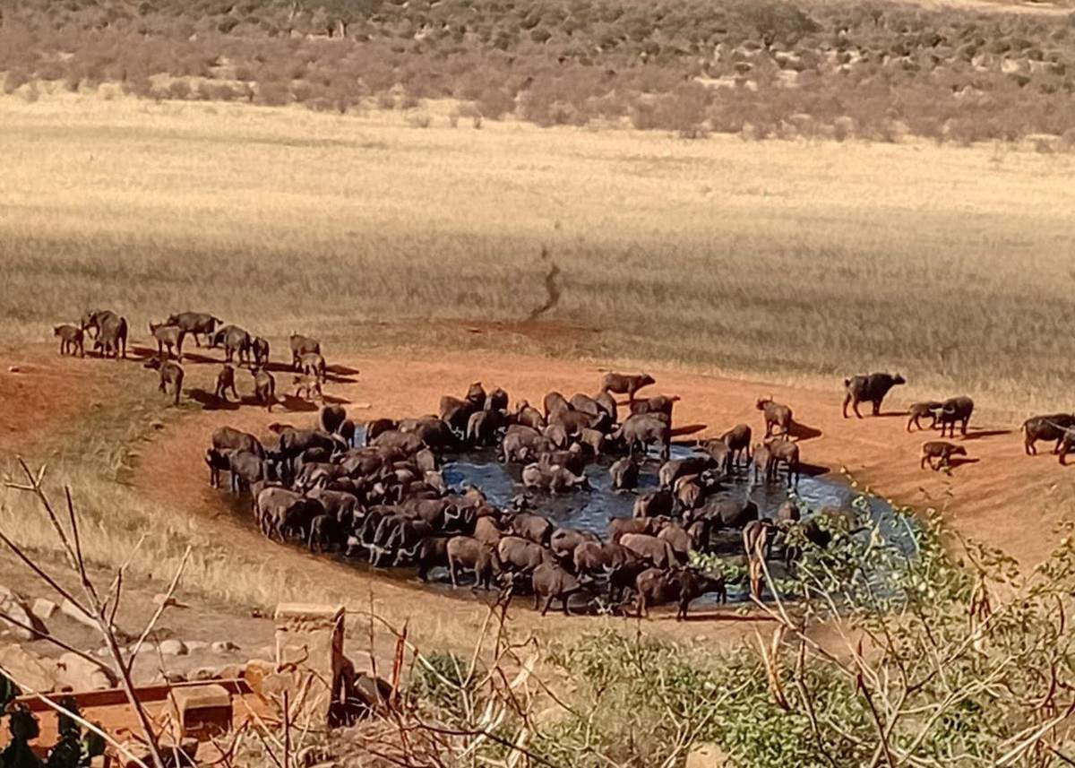 Fauna nell’area dello Tsavo