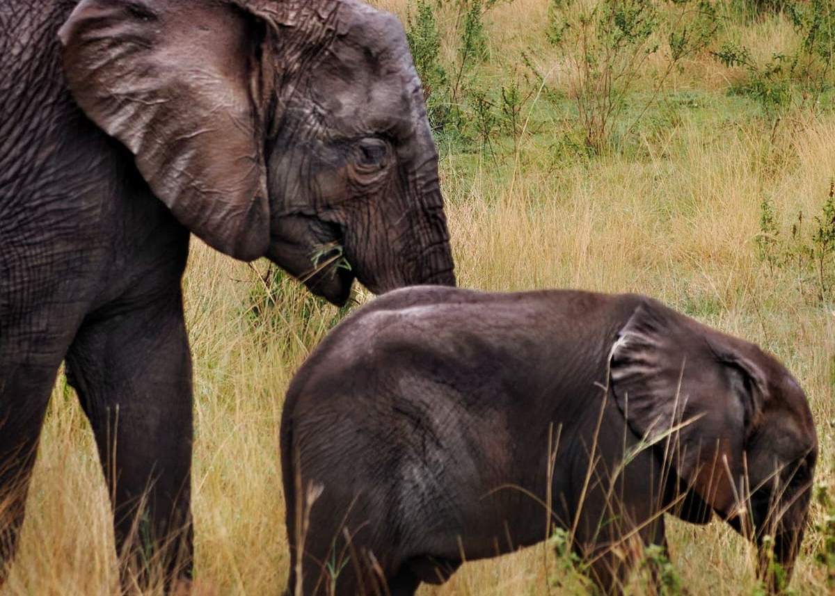 Elefanti nell’area dello Tsavo