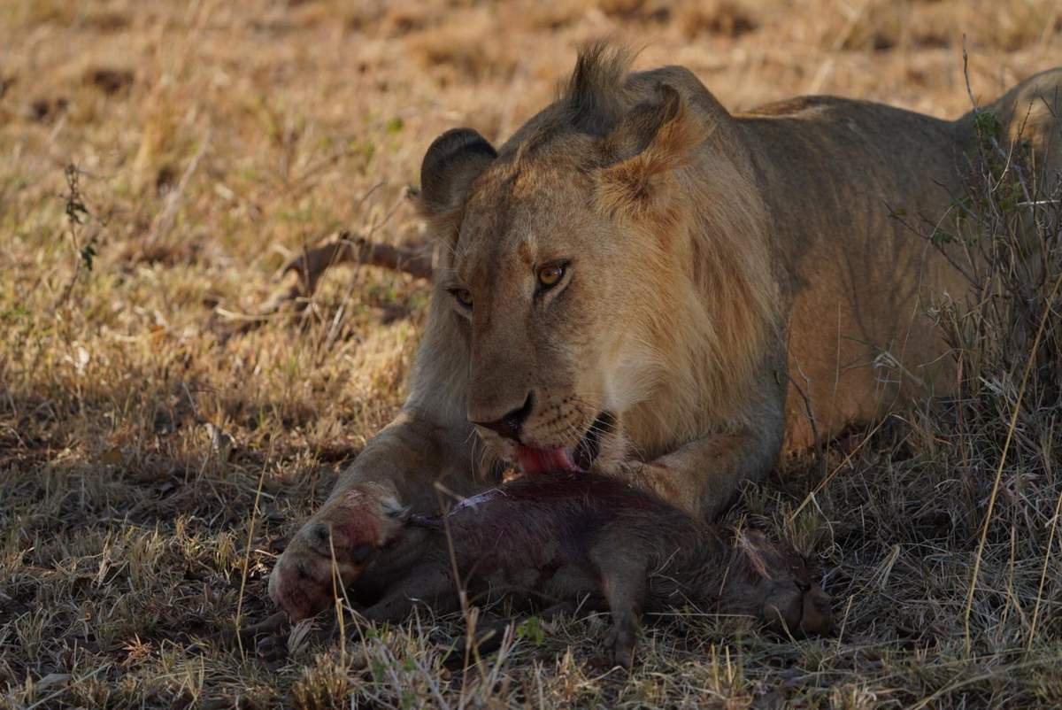 Grande Safari del Kenya